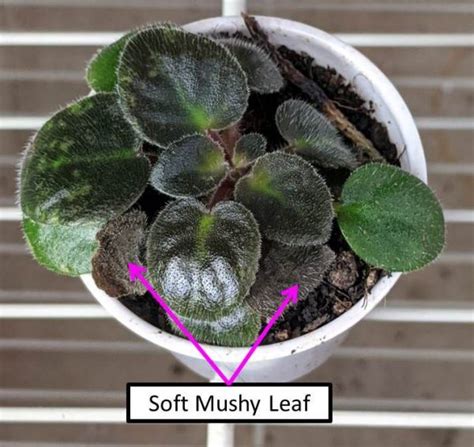 Some of the spots are turning soft and appear to be rotting. Why Are My African Violet Leaves Soft, Limp or Mushy ...