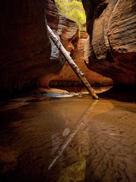 Reunion Photograph By Dustin Lefevre Fine Art America