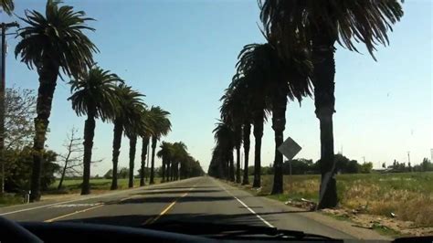 Beautiful Palm Trees Patterson California Usa 🌴🌴🌴🌴🌴🌴🌴🌴🌴 Youtube
