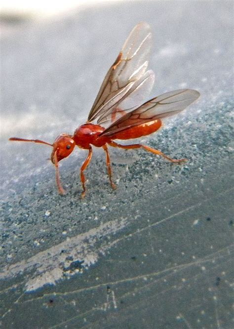 Flying Red Ant~cl Amazing Insects Pinterest Insects