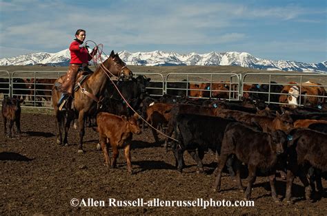 Cowgirl Jessica Sarrazin Ropes And Drags Calves To The Fire To Be Branded Wilsall Montana