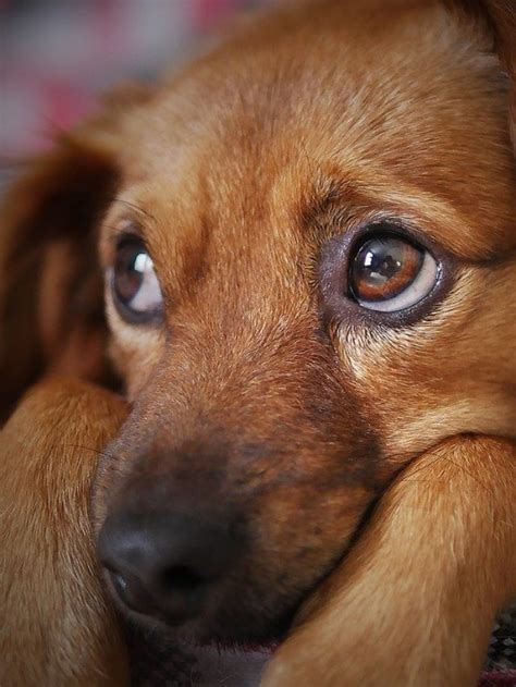 Descubra Se Seu Cachorro Está Triste E Como Melhorar O Humor Do Pet