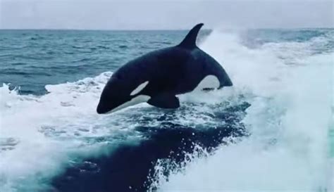 Orcas Give Fishermen ‘insane Show In Unusual Place For The Win