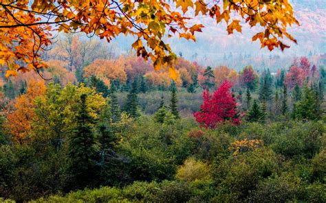 Nature Forest Leaves Fall Branch Pine Trees Hill Wallpaper