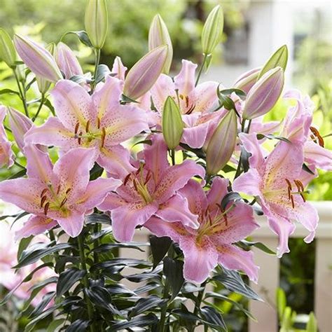 Lilium Spring Romance Dwarf Summer Flower Garden World Nursery