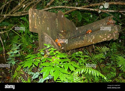 Japanese Wwii Artillery War Relic Ruins Yap Micronesia Stock Photo Alamy