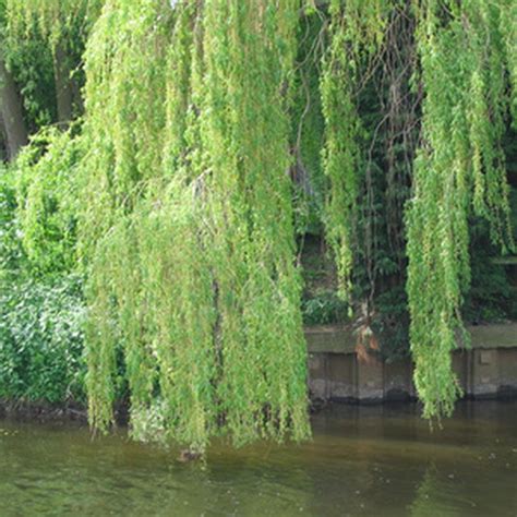 The Root System Of A Weeping Willow Sciencing