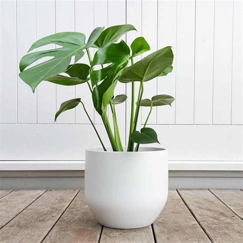 Flowers that don t need sun. 40 Best Indoor Plants that Don't Need Sunlight | Indoor ...