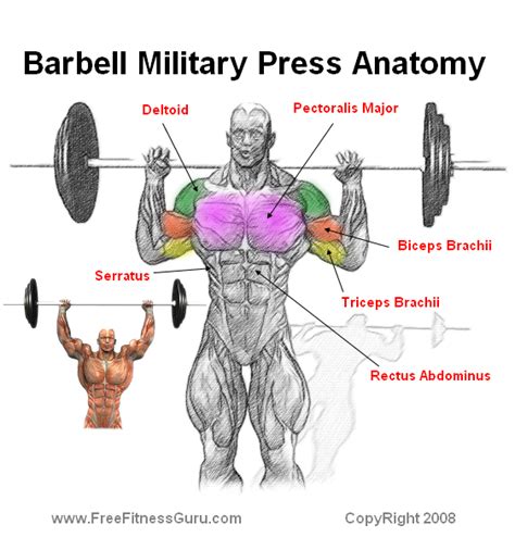 With no help from the legs or hips, the strict press strengthens your shoulders, back, and chest. barbell military press | Deltoid workout, Military press