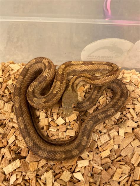 Everglades Rat Snakes Western Rat Snake By Nuneaton Reptiles And Exotics