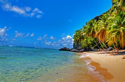 Beach Landscape Palm Trees Tropical Wallpapers Hd Desktop And