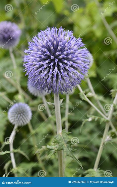 Globe Thistle Thornbush Flower Headbumblebee Pollinating Blue