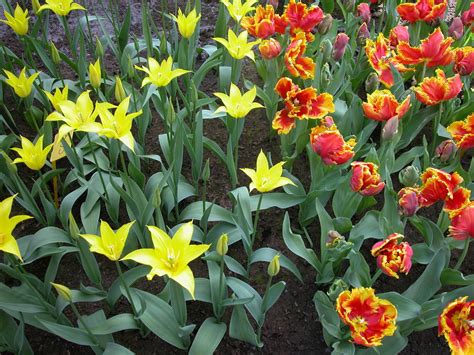 Daffodils And Tulips Free Photo Download Freeimages