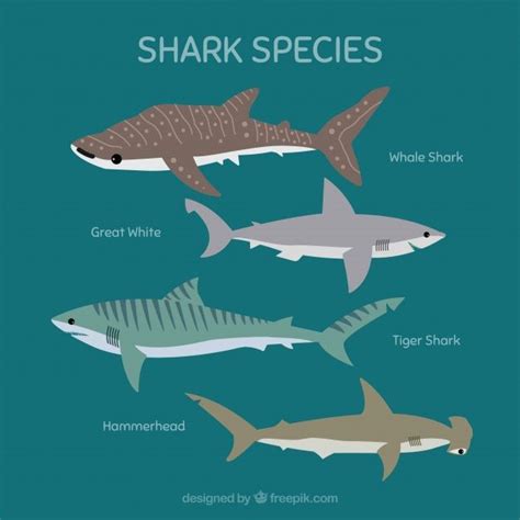 Conjunto De Especies De Tiburones En Estilo Plano Vector Gratuito