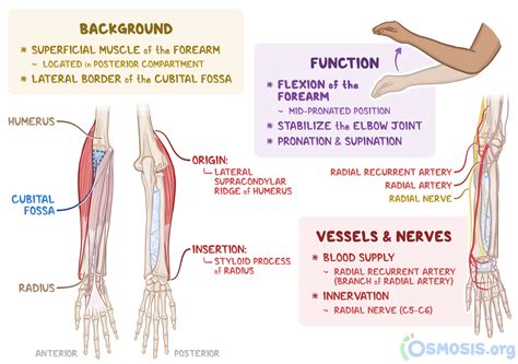 Brachioradialis Muscle Complete Anatomy