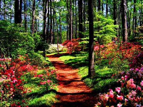 Forest In Spring Wallpaper Nature And Landscape Wallpaper Better