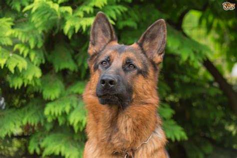 Maybe you would like to learn more about one of these? The pack behaviour of the domestic dog within the home ...
