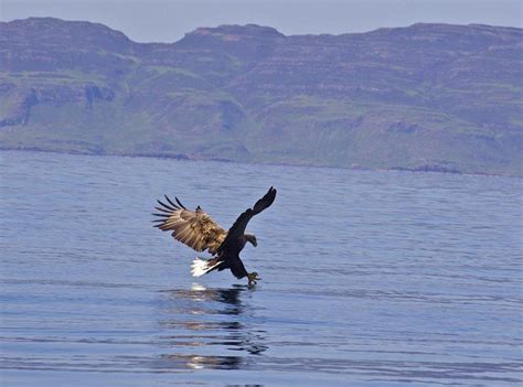 White Tailed Sea Eagles On Mull Hart Of Mull Log Cabins Isle Of