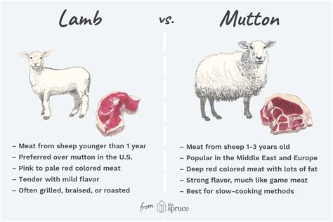 The Difference Between Lamb And Mutton