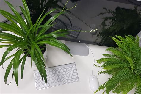 How Desk Plants Can Improve Your Productivity While You Work This