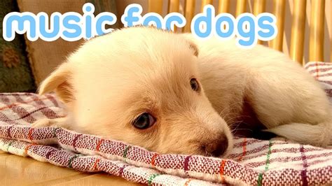 15 Hours Of Soothing Anxiety Music For Dogs And Puppies 🐕💤 Youtube