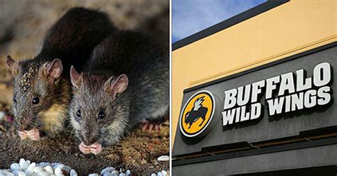 Live Rat Falls From Ceiling And Onto Customers Table At Buffalo Wild Wings Restaurant
