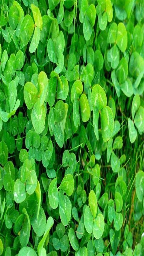 Maybe you would like to learn more about one of these? Pin on ST. PATRICKS DAY