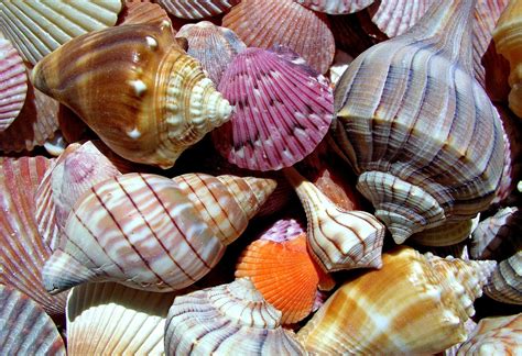 Free Images Food Seafood Material Shell Invertebrate Seashell