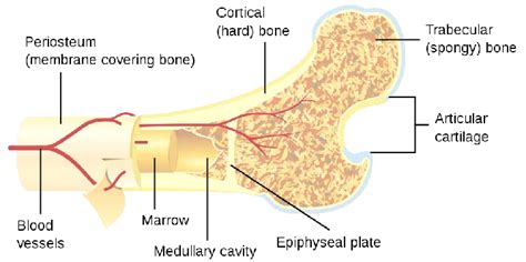 Two types of bone tissues in cross section of a long bone : Cross-section of a large bone | Download Scientific Diagram