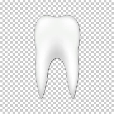 Premium Vector Vector Realistic Tooth Icon Illustration