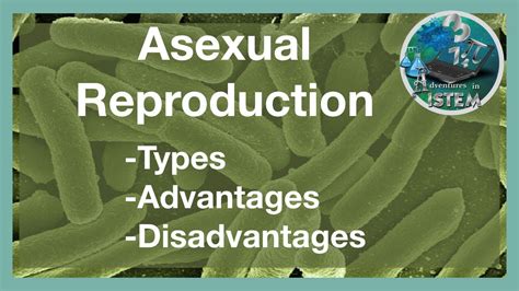 Asexual Reproduction Types Advantages Disadvantages Binary