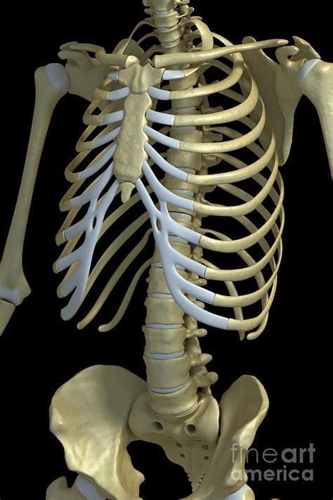 Human Anatomy Bones Torso