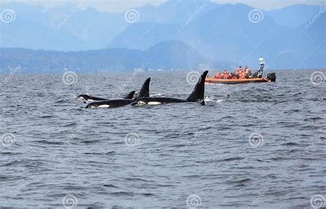 Pod Of Resident Orcas Of The Coast Near Sechelt Bc Editorial Stock