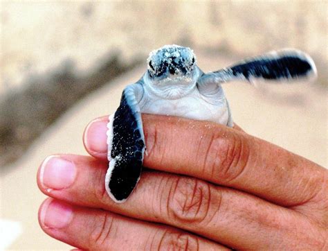 A Newly Hatched Endangered Seat Turtle Eager To Get To The Sea In