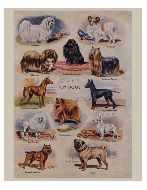 Vintage Dog Prints From The 1950s Five Printable Digital Downloads