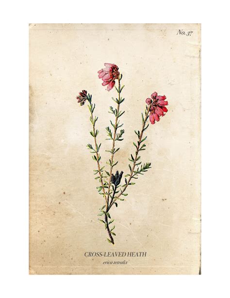 Vintage Wild Flower Botanical Prints A Burst Of Beautiful