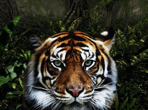 Jungle Tiger Hd Desktop Wallpaper Widescreen High Definition
