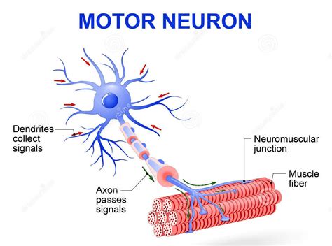 Motor Neuron Diagram Neuron Structure And Function Neuron My XXX Hot Girl