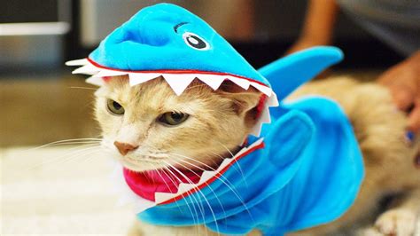 Cats In Ridiculously Adorable Costumes Youtube