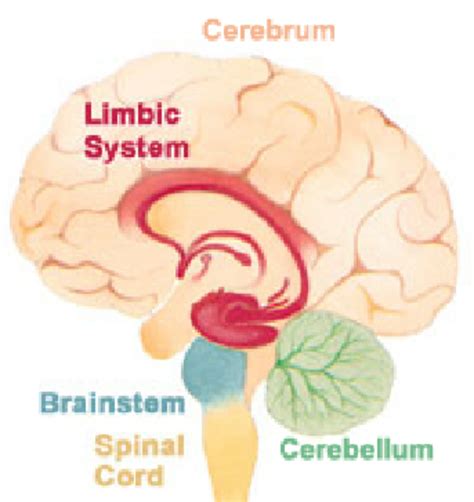 Brain Structures Cerebrum Cerebellum Limbic System And Brain