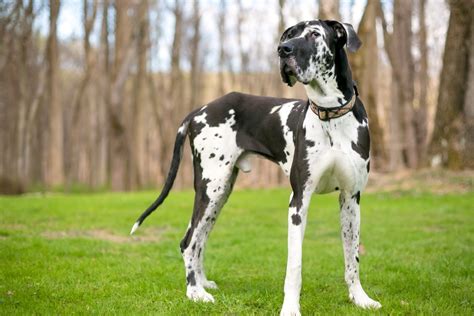 Great Dane Lifespan Is There A Way To Extend It