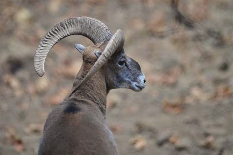 Cyprus Mouflon Ovis Gmelini Ophion Ralfs Wildlife And Wild Places