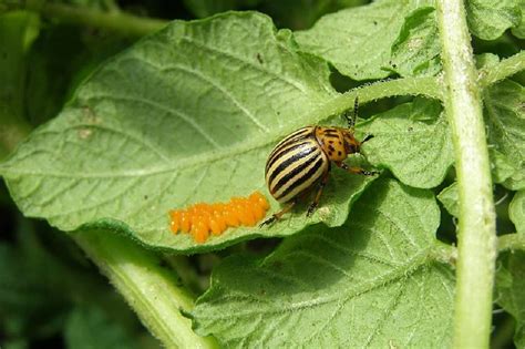 13 Natural Ways To Get Rid Of Colorado Potato Beetles Potato Bugs