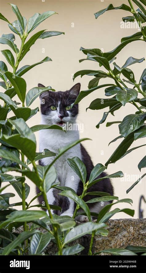 Astonished Cat With Open Mouth Looks Surprised From Behind Cherry