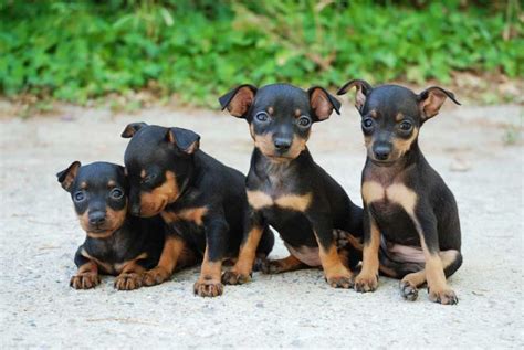 El Pincher Mini Pinscher Lap Dogs Cute Animals