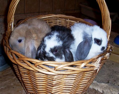 Adorable Friendly Mini Lop Ear Bunnies Usa Rabbit Breeders
