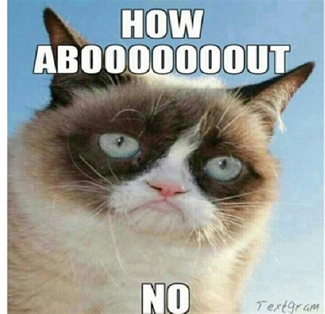 25 Very Funny Grumpy Cat Meme Pictures And Photos
