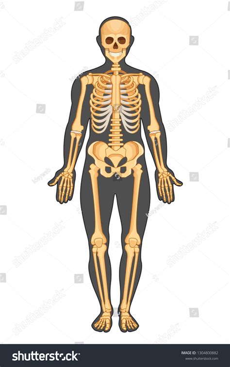 Anatomical Structure Human Body Presented Form Stock Vector Royalty