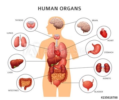 Human Body Internal Organs Stomach And Lungs Kidneys And Heart