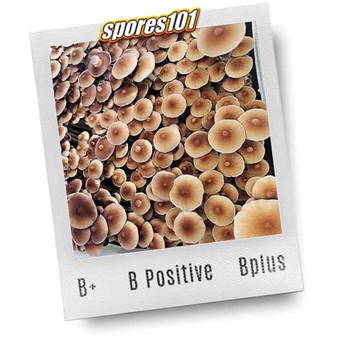 B Plus Psilocybe Cubensis Mushroom Spores